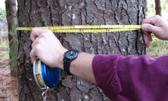 Bagaimana cara mengukur diamter pohon dengan mudah