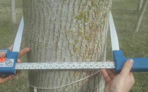 cara mengukur diameter pohon