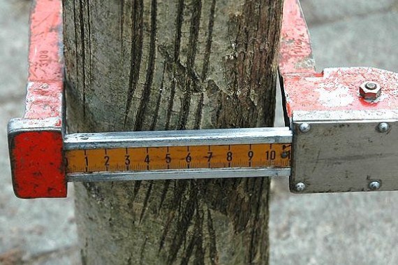 gambar pengukuran diameter pohon