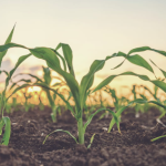 Pentingnya Alat Ukur Kesuburan Tanah dalam Pertanian Modern