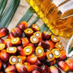 Apa Itu Minyak CPO (Crude Palm Oil) dan Kegunaannya Dalam Industri