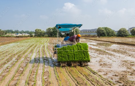gambar mesin penanam padi