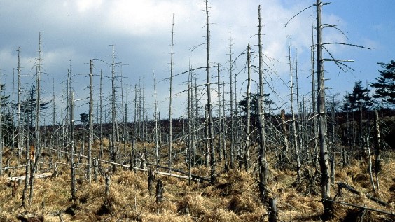 Ini Penjelasan Hujan Asam Dapat Terjadi Karena Adanya Pencemaran
