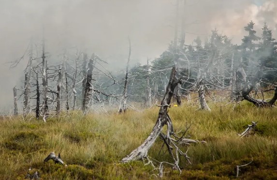 Konsekuensi lingkungan dari hubungan antara pencemaran dan hujan asam